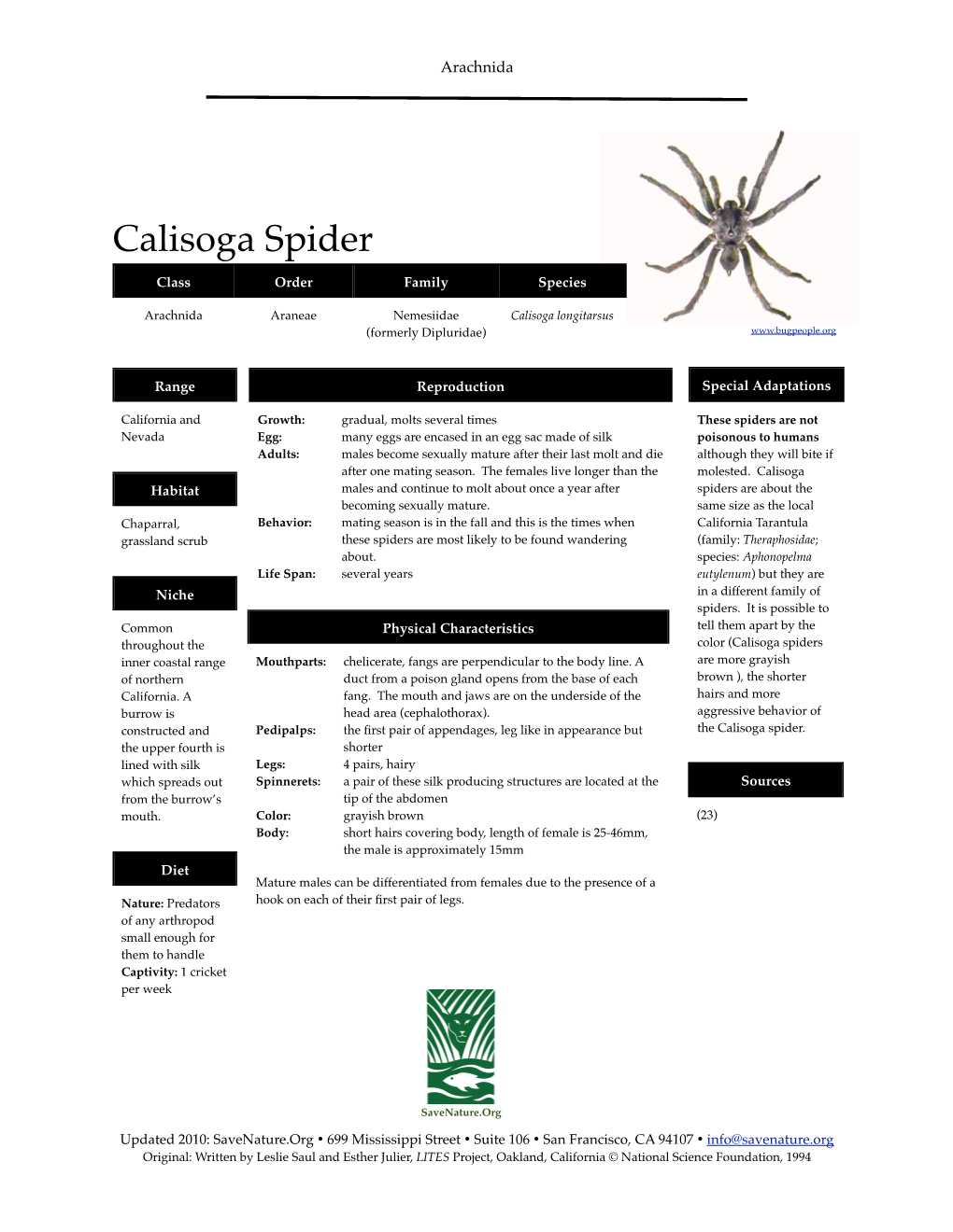 Calisoga Spider