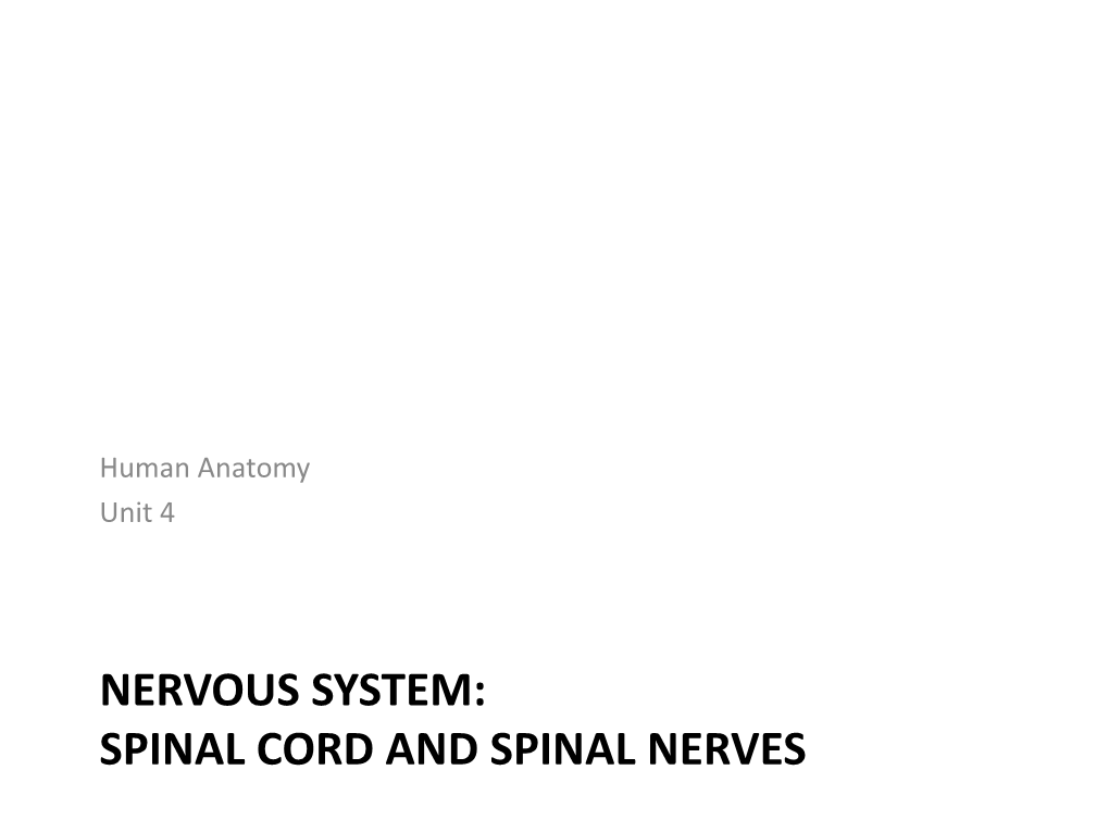 Spinal Cord and Spinal Nerves