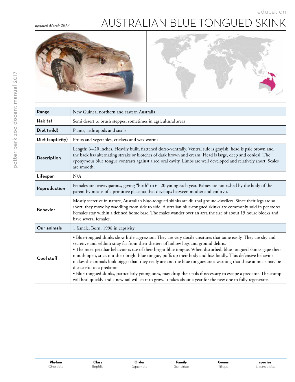 Australian Blue-Tongued Skink