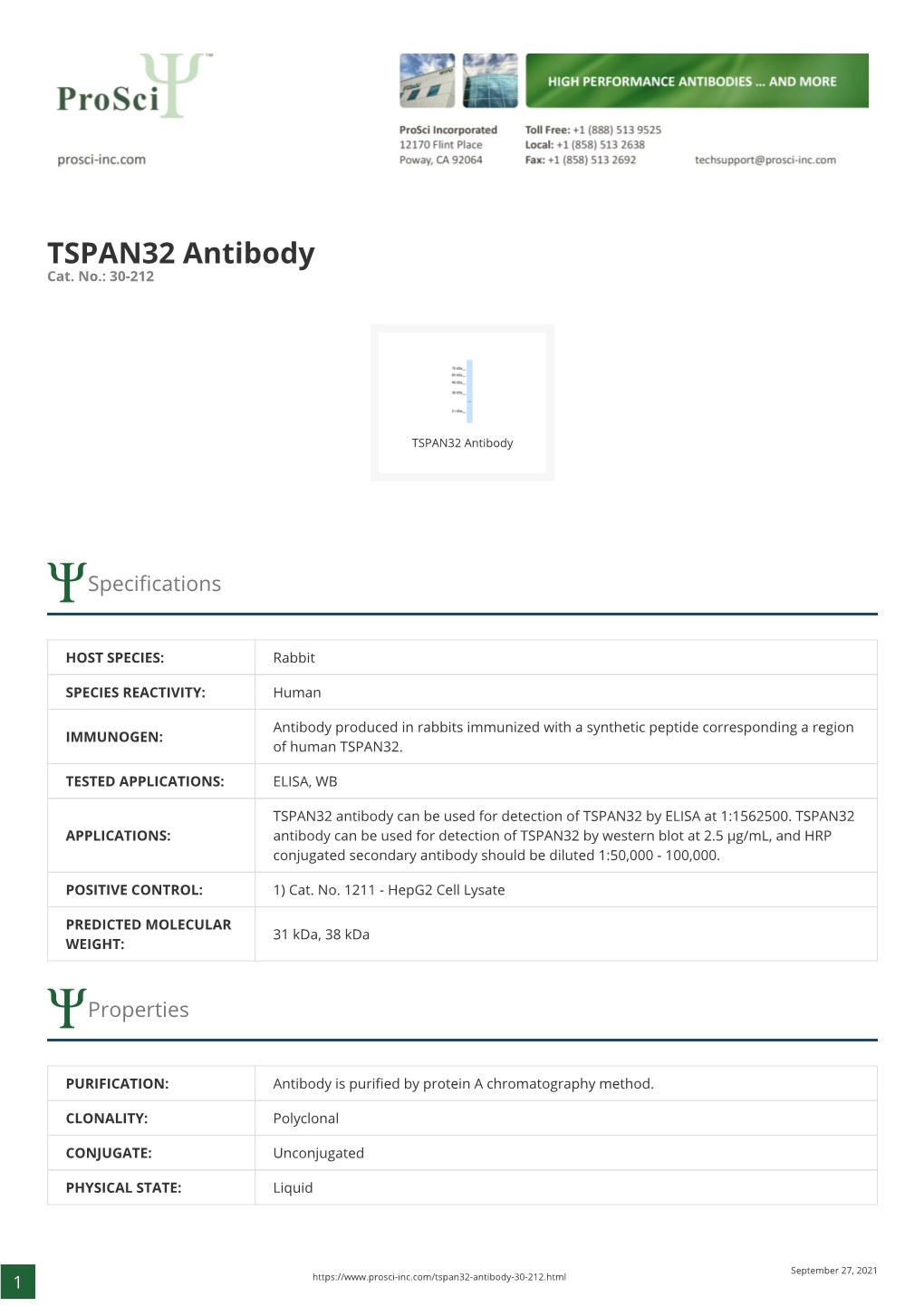 TSPAN32 Antibody Cat