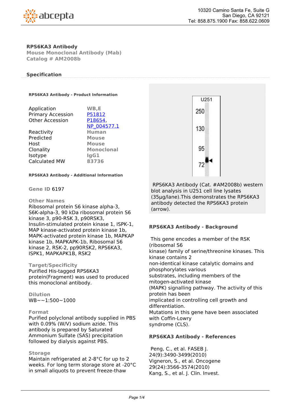 RPS6KA3 Antibody Mouse Monoclonal Antibody (Mab) Catalog # Am2008b