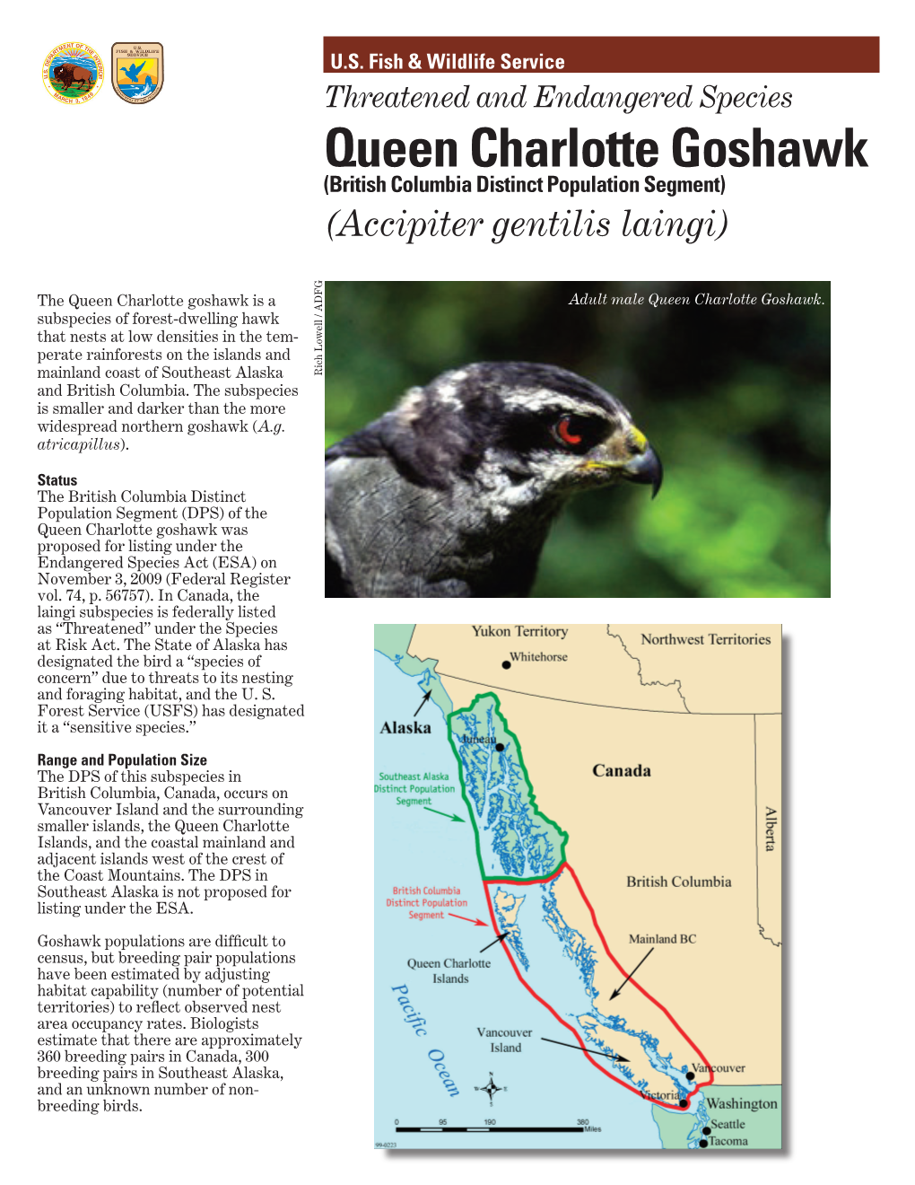 Queen Charlotte Goshawk (British Columbia Distinct Population Segment) (Accipiter Gentilis Laingi)