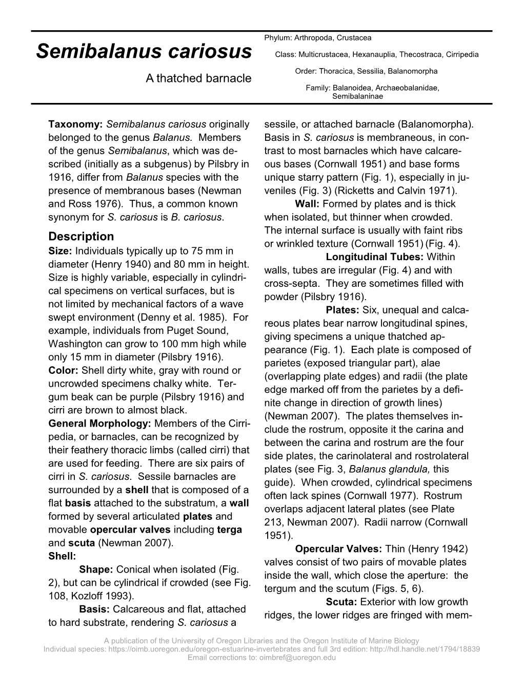 Semibalanus Cariosus Class: Multicrustacea, Hexanauplia, Thecostraca, Cirripedia