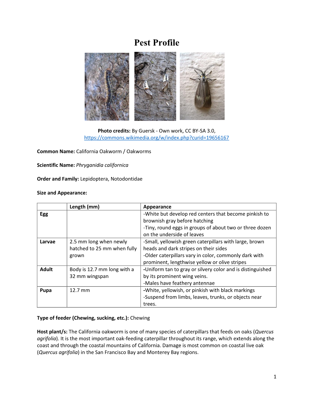 California Oakworm / Oakworms