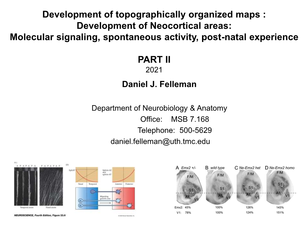 Development of Neocortical Areas: Molecular Signaling, Spontaneous Activity, Post-Natal Experience