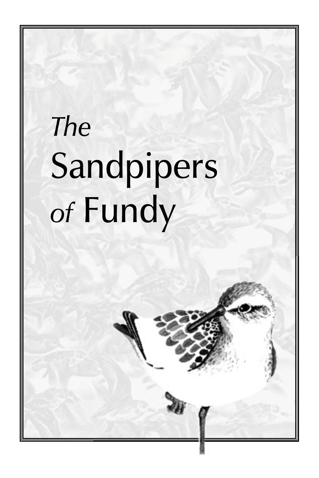 Sandpipers of Fundy a Natural Attraction Every Summer, the Upper Bay of Fundy Hosts Enormous Flocks of Migrating Shorebirds