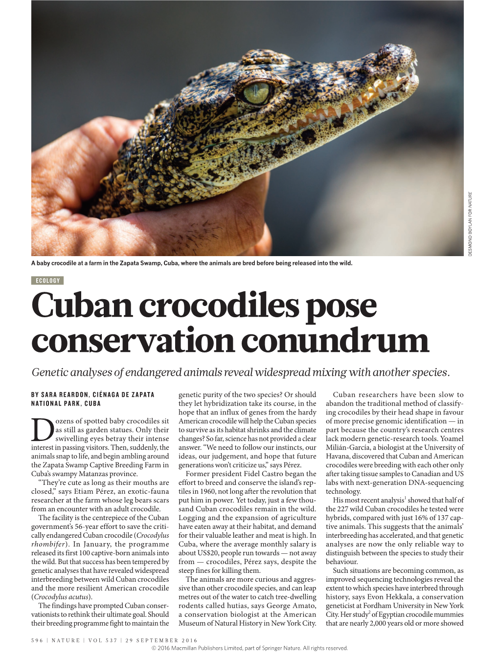 Cuban Crocodiles Pose Conservation Conundrum Genetic Analyses of Endangered Animals Reveal Widespread Mixing with Another Species