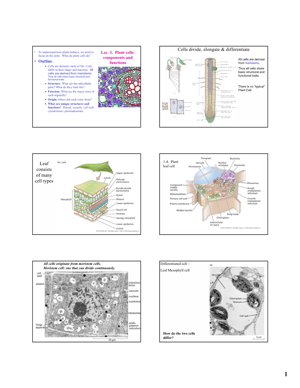 Cells Divide, Elongate & Differentiate Leaf Consists of Many Cell Types