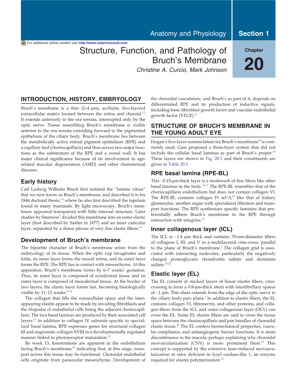 Structure, Function, and Pathology of Bruch's Membrane