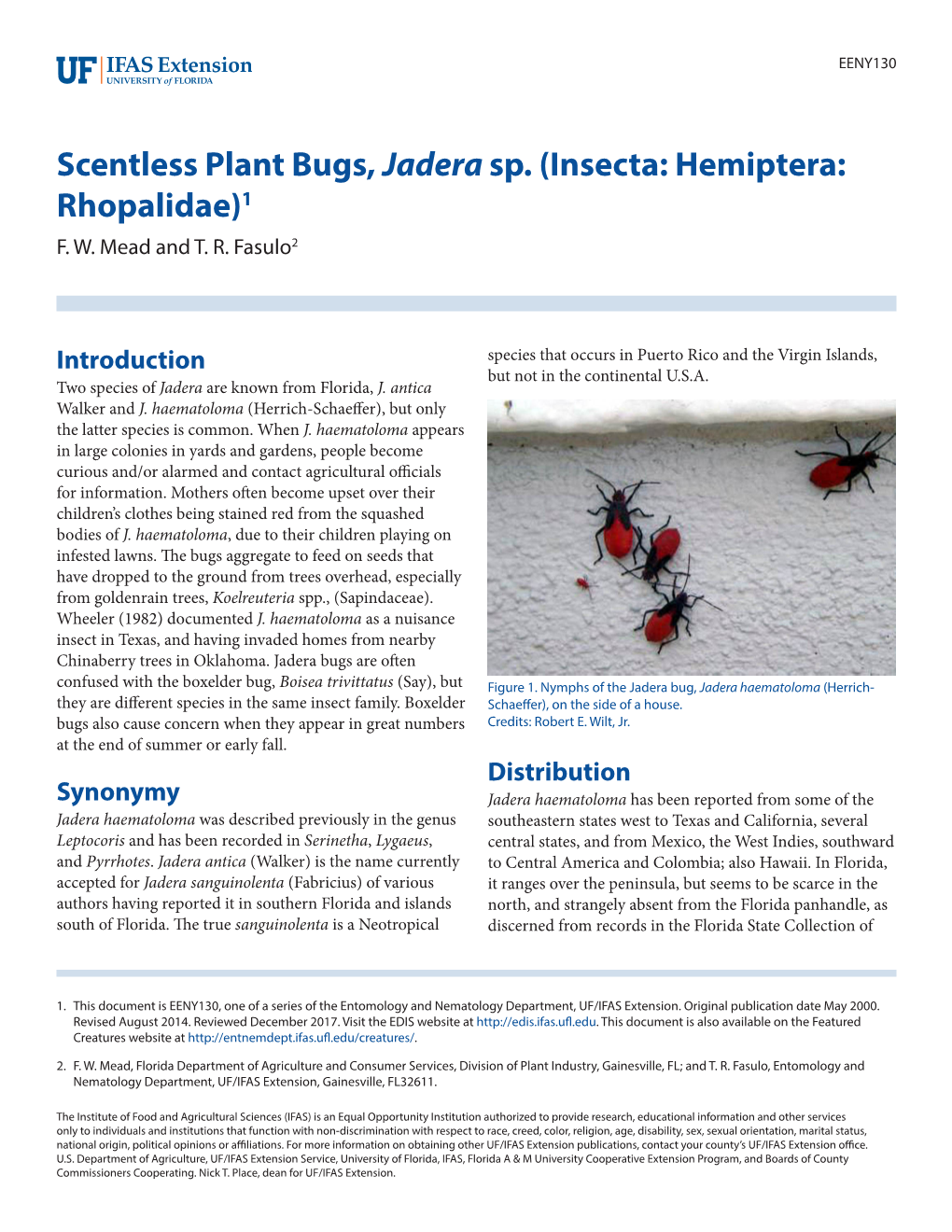 Scentless Plant Bugs, Jadera Sp