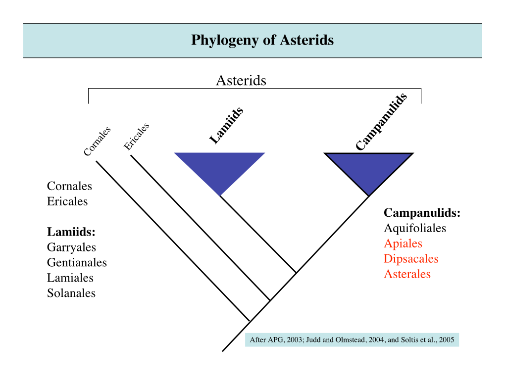 Asterids Phylogeny of Asterids