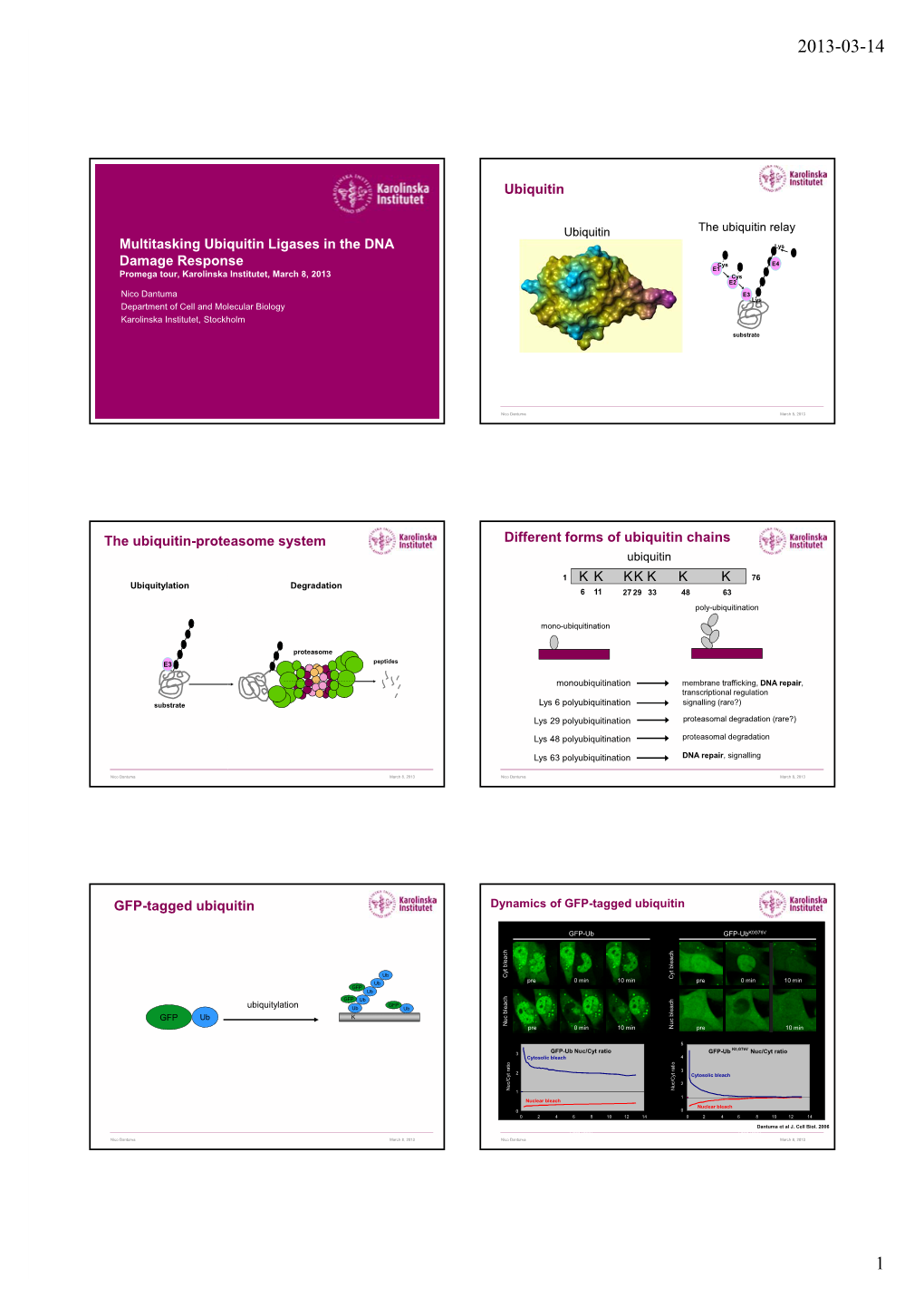 Multitasking Ubiquitin Ligases in the DNA Damage Response Ubiquitin