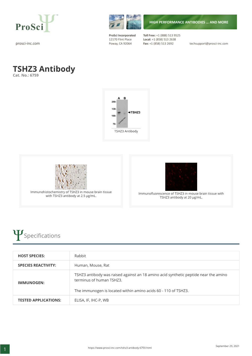 TSHZ3 Antibody Cat