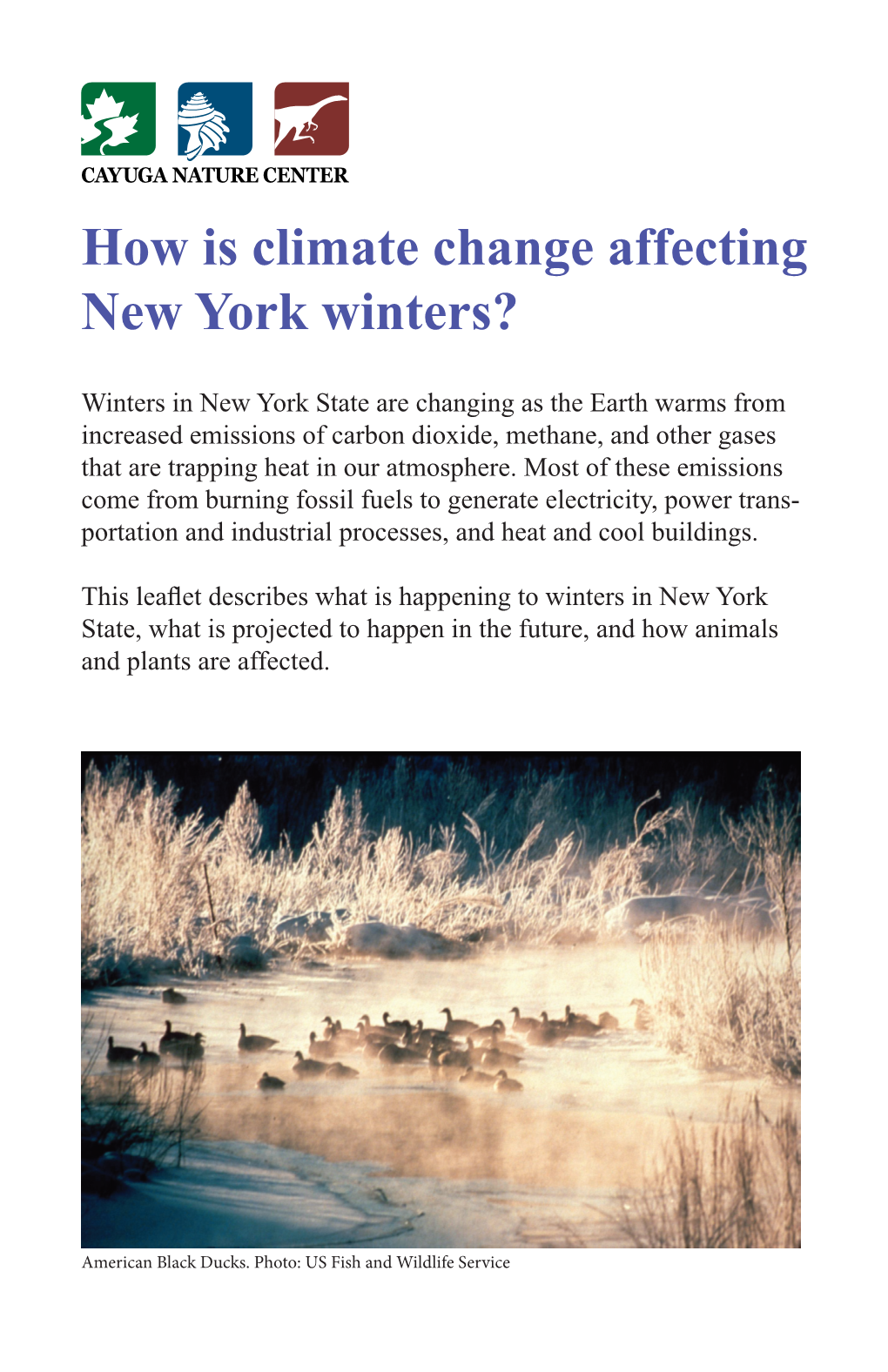 How Is Climate Change Affecting New York Winters?