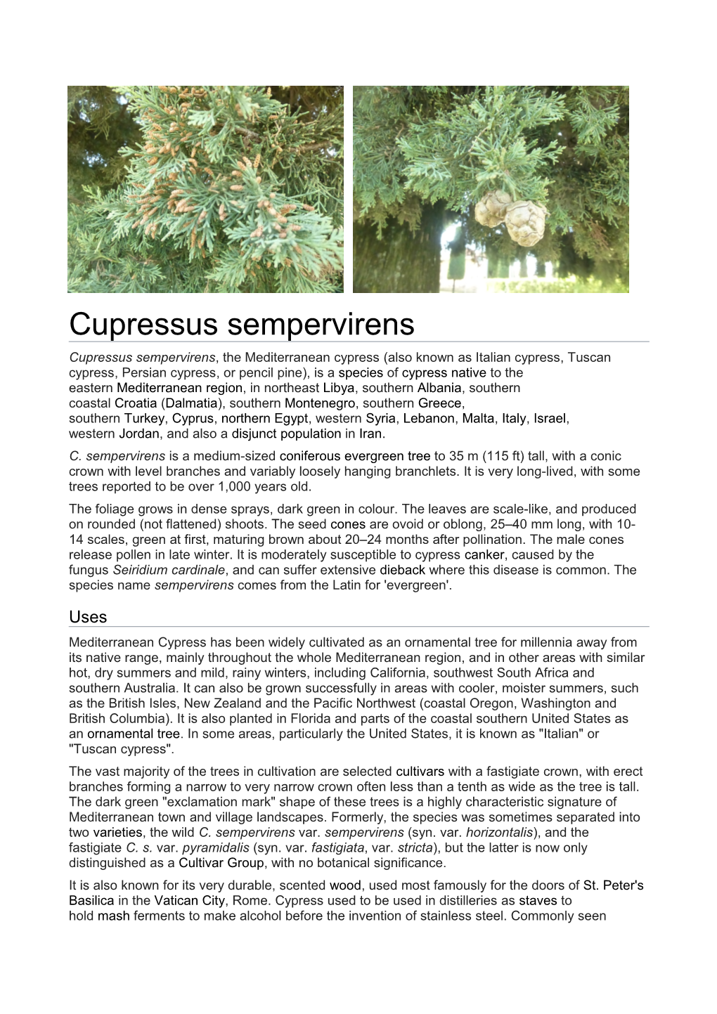 Cupressus Sempervirens