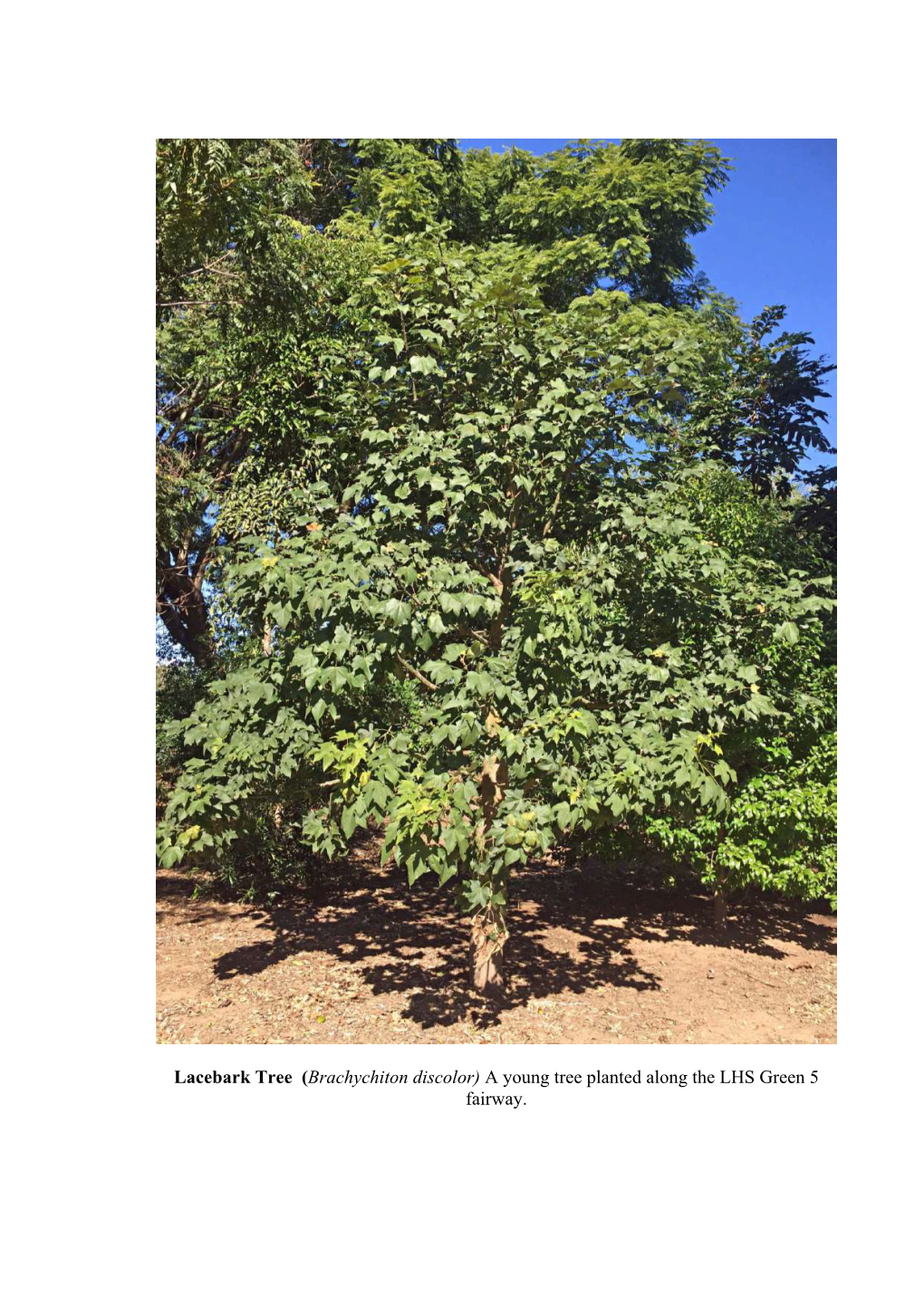 (Brachychiton Discolor) a Young Tree Planted Along the LHS Green 5 Fairway