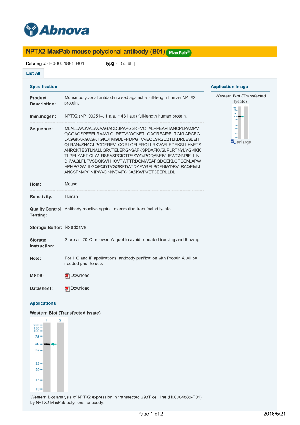 NPTX2 Maxpab Mouse Polyclonal Antibody (B01)