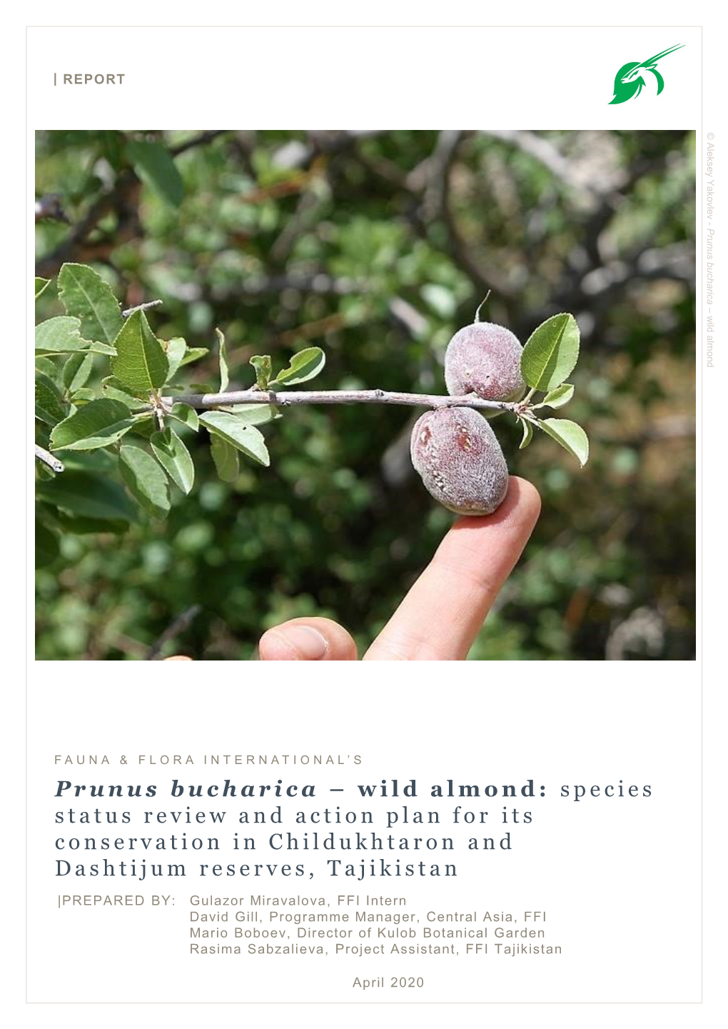 Prunus Bucharica – Wild Almond: Species Status Review and Action Plan for Its Conservation in Childukhtaron and Dashtijum Reserves, Tajikistan