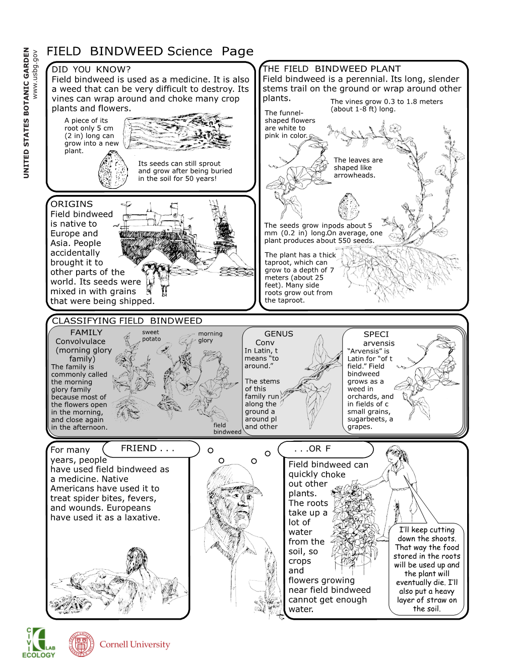 FIELD BINDWEED Science Page