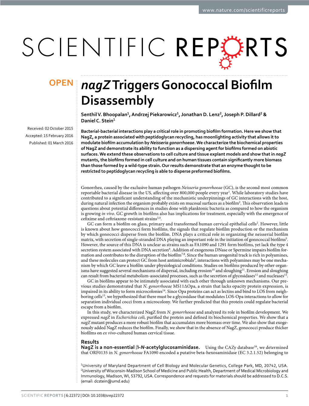 Nagz Triggers Gonococcal Biofilm Disassembly Senthil V