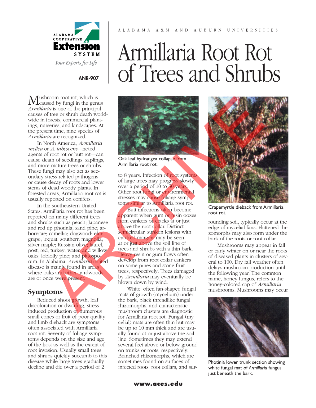 Armillaria Root Rot of Trees and Shrubs