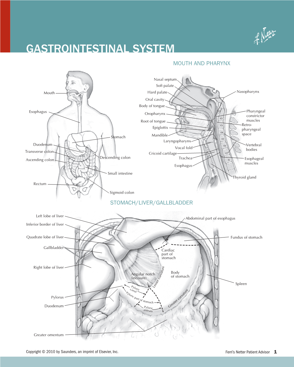 Gastrointestinal System Mouth and Pharynx