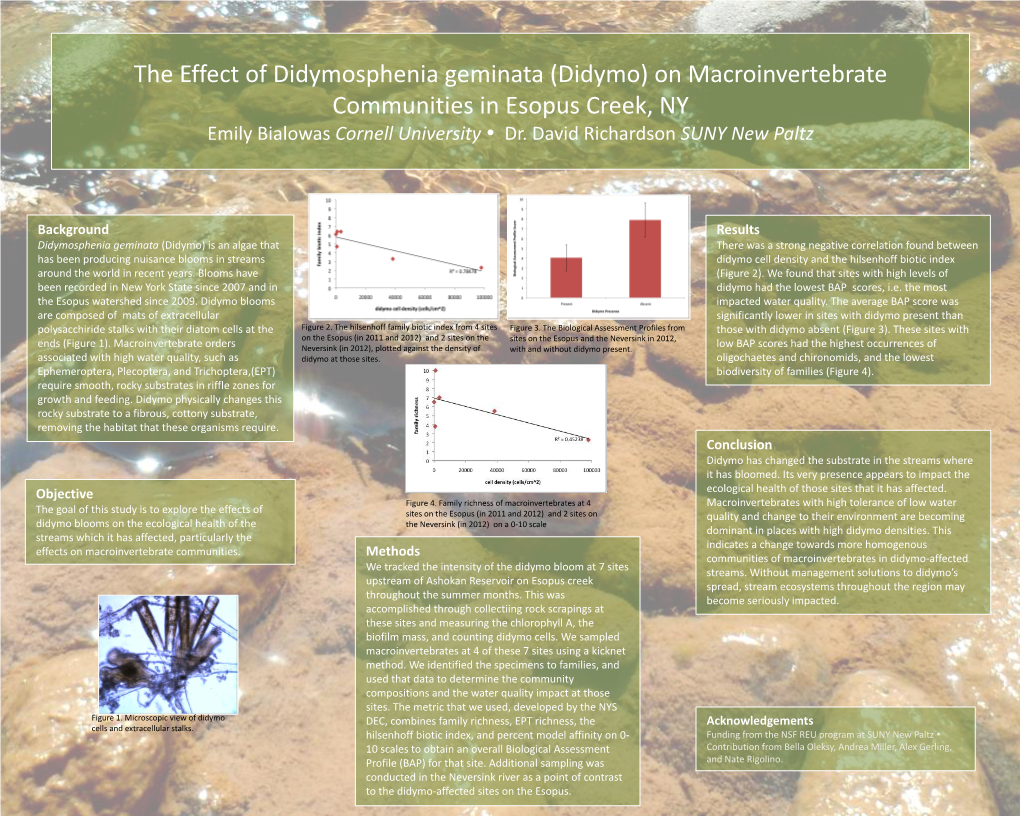 The Effect of Didymosphenia Geminata (Didymo) on Macroinvertebrate Communities in Esopus Creek, NY Emily Bialowas Cornell University  Dr