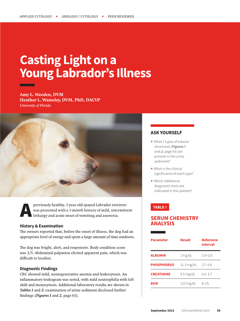 Casting Light on a Young Labrador's Illness