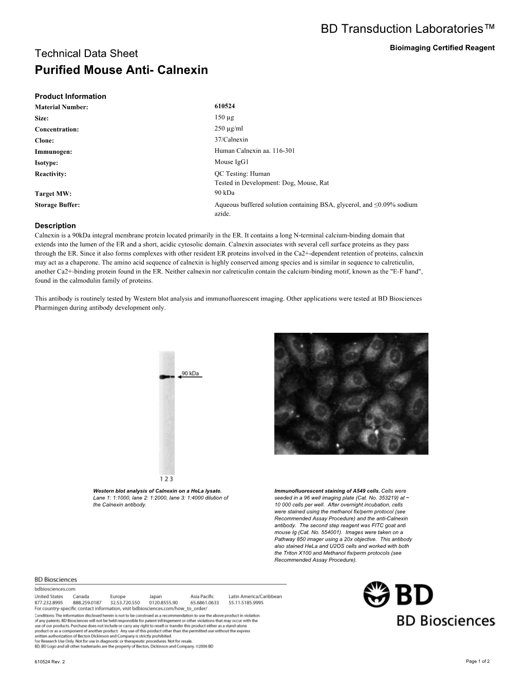 BD Transduction Laboratories™ Purified Mouse Anti- Calnexin