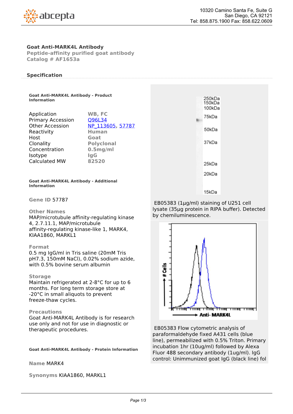 Goat Anti-MARK4L Antibody Peptide-Affinity Purified Goat Antibody Catalog # Af1653a