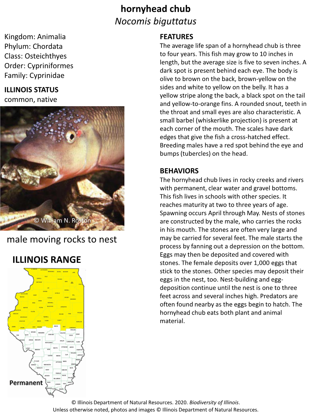 Hornyhead Chub Nocomis Biguttatus Kingdom: Animalia FEATURES Phylum: Chordata the Average Life Span of a Hornyhead Chub Is Three Class: Osteichthyes to Four Years