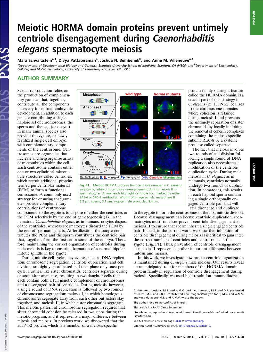 Meiotic HORMA Domain Proteins Prevent Untimely Centriole