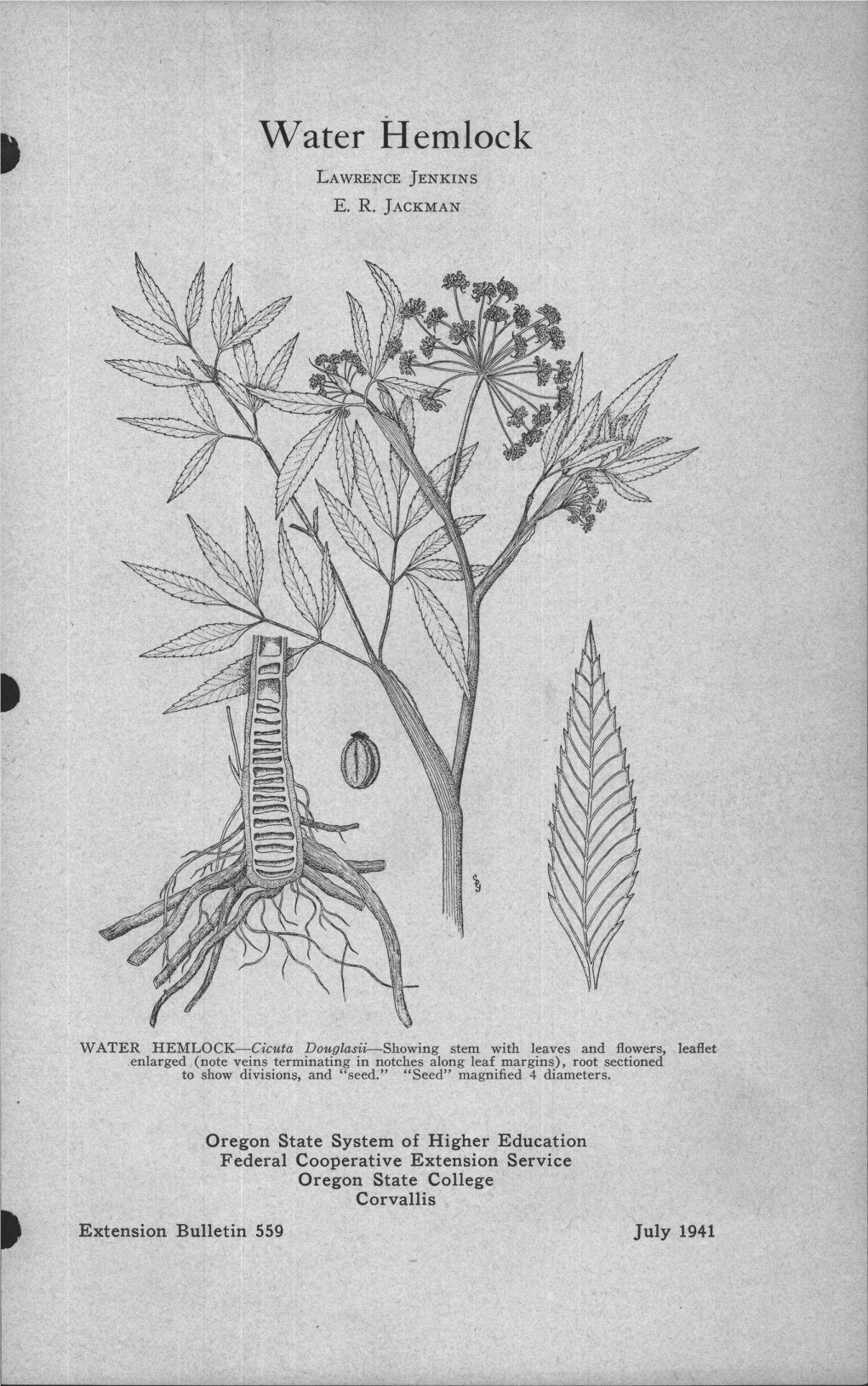 Water Hemlock LAWRENCE JENKINS E