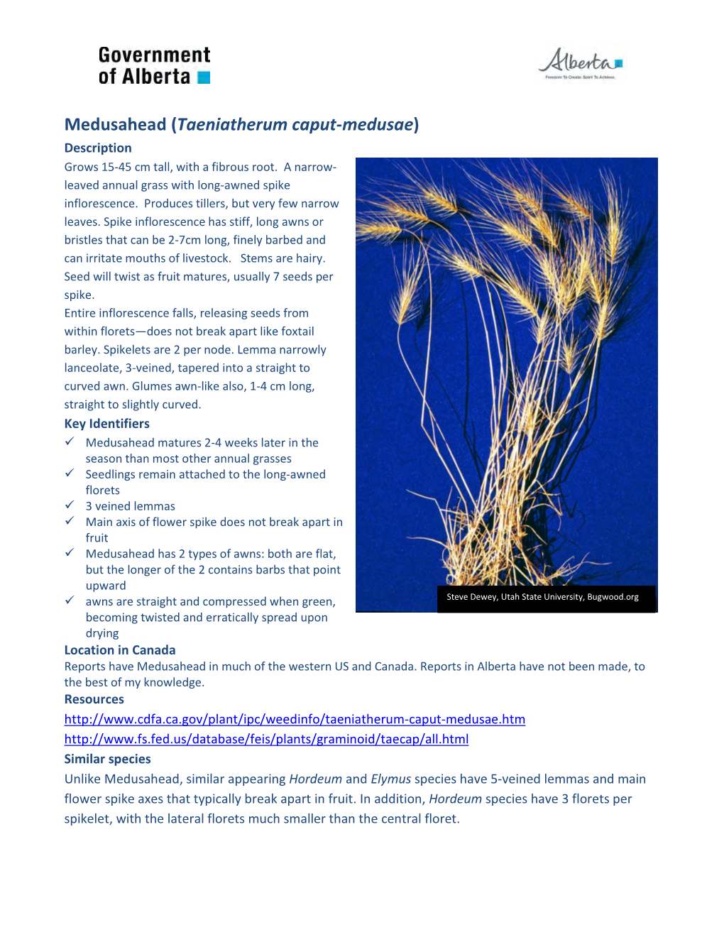 Medusahead (Taeniatherum Caput-Medusae) Description Grows 15-45 Cm Tall, with a Fibrous Root