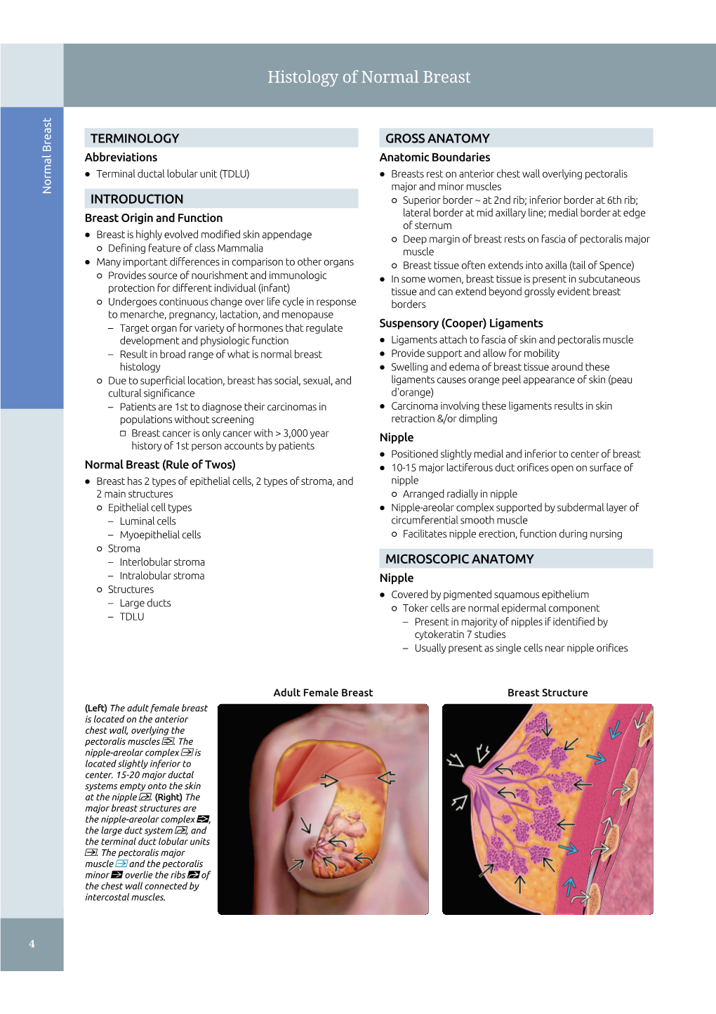 Histology of Normal Breast