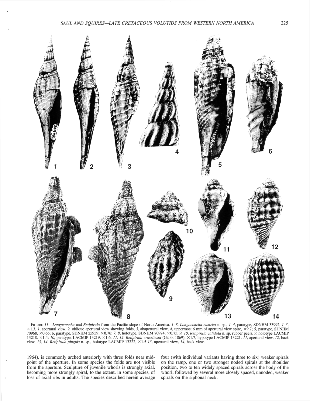 SAUL and SQUIRES—LATE CRETACEOUS VOLUTIDS from WESTERN NORTH AMERICA 225 1964), Is Commonly Arched Anteriorly with Three Folds