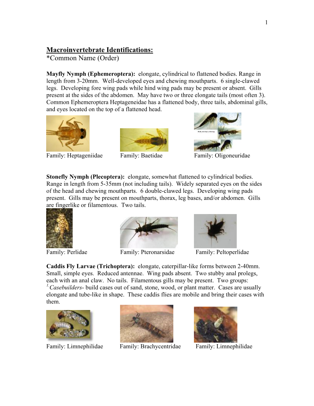 Macroinvertebrate Identifications: *Common Name (Order)