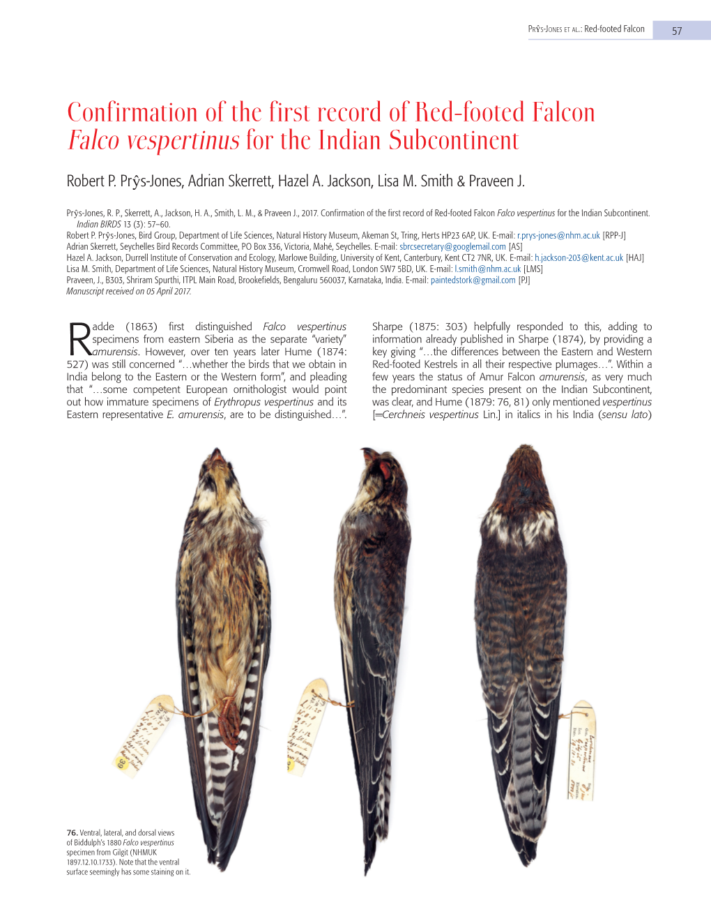 Confirmation of the First Record of Red-Footed Falcon Falco Vespertinus for the Indian Subcontinent