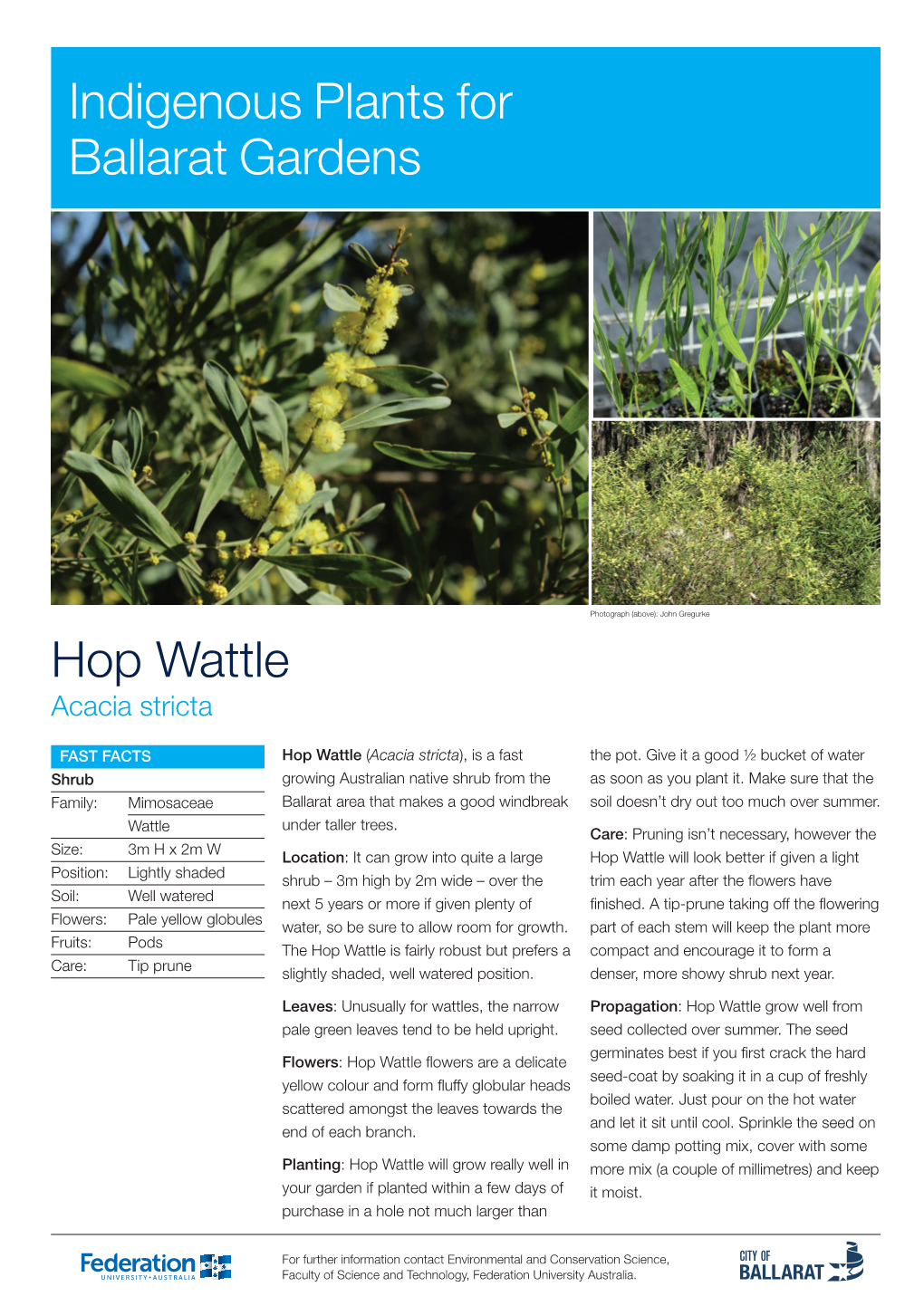Hop Wattle Indigenous Plants for Ballarat Gardens