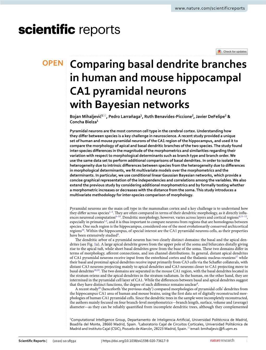 Comparing Basal Dendrite Branches in Human and Mouse Hippocampal