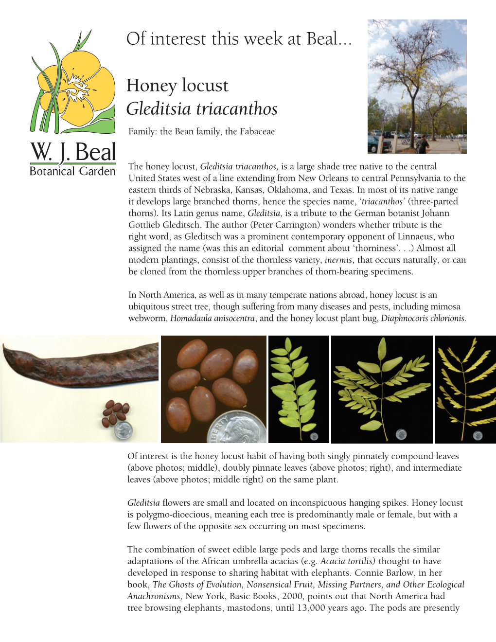 Gleditsia Triacanthos, Honey Locust