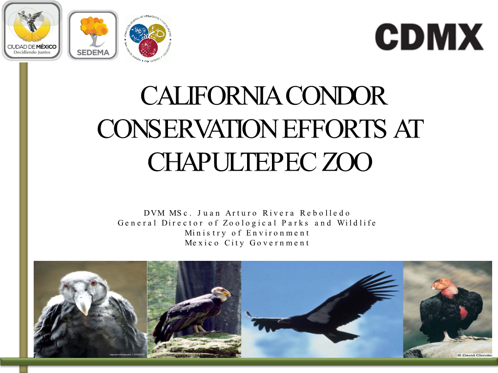 California Condor Conservation Efforts at Chapultepec Zoo (2.49