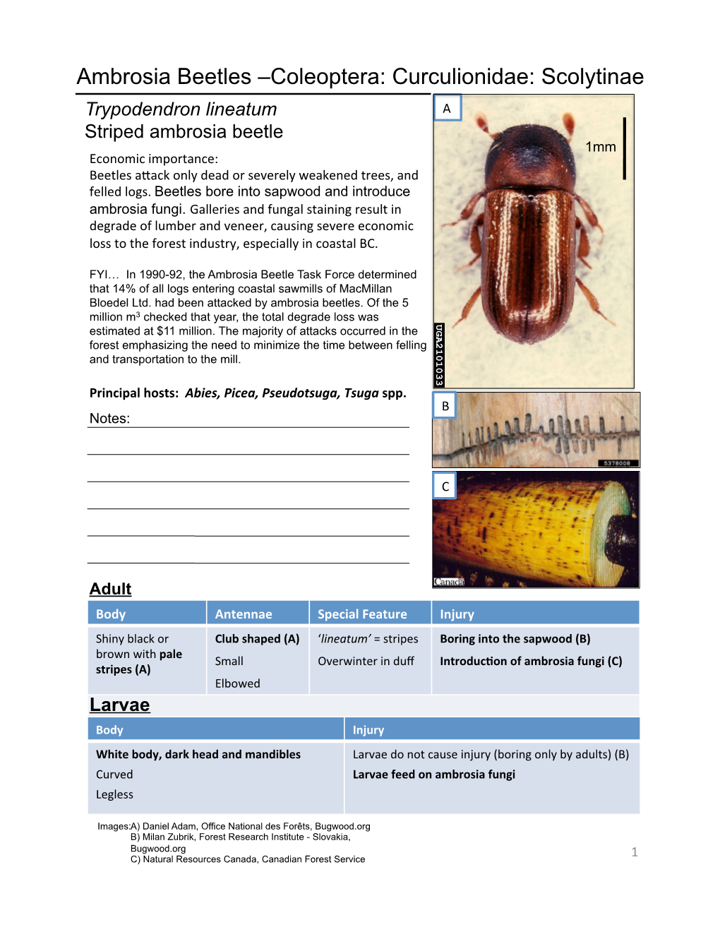 Lab 5 Bark Beetles & Ambrosia Beetles.Pptx