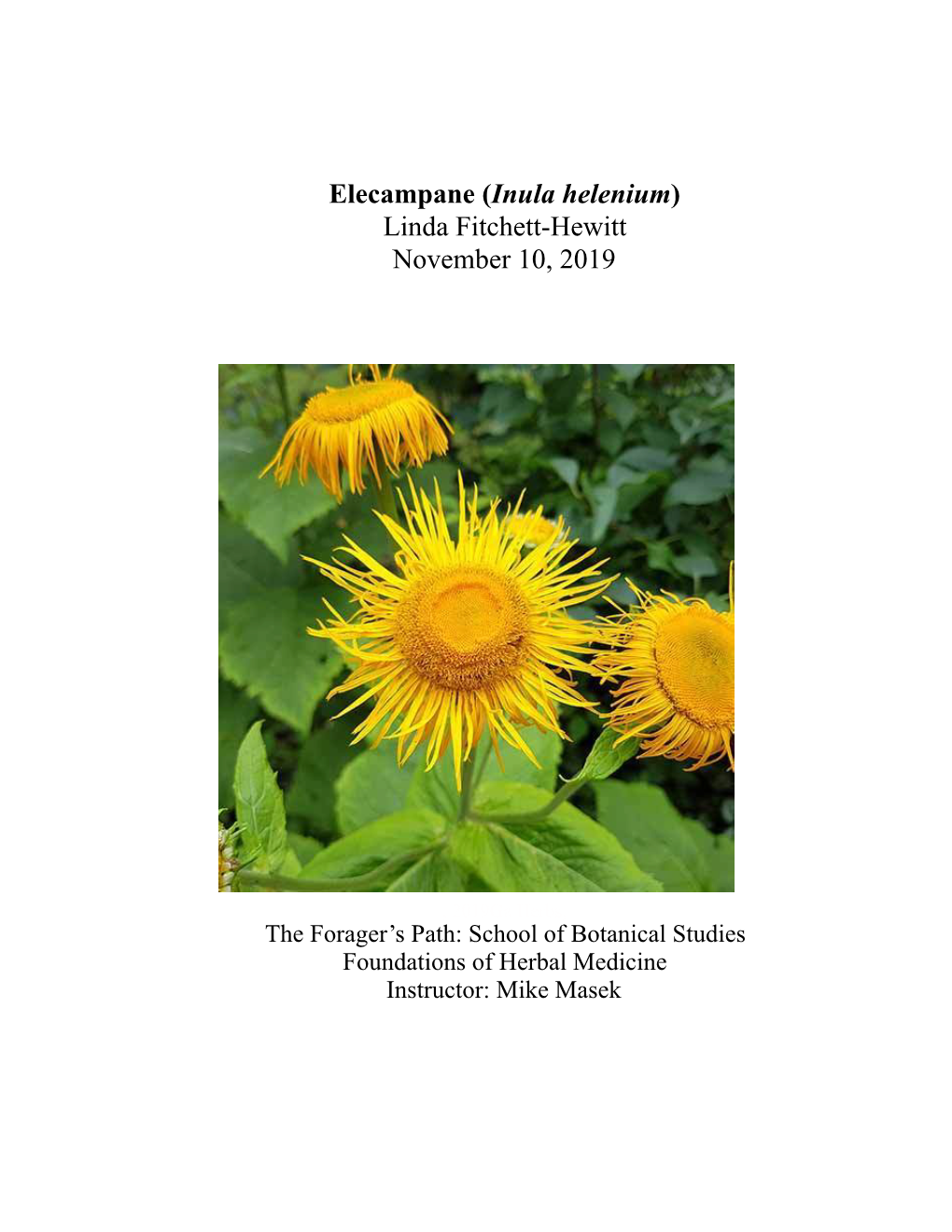 Elecampane (Inula Helenium) Linda Fitchett-Hewitt November 10, 2019