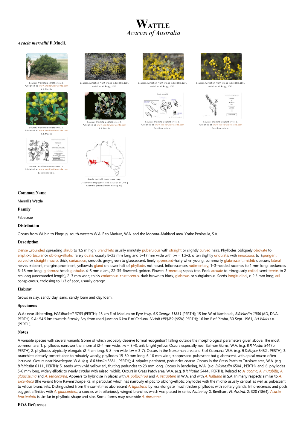 Acacia Merrallii F.Muell