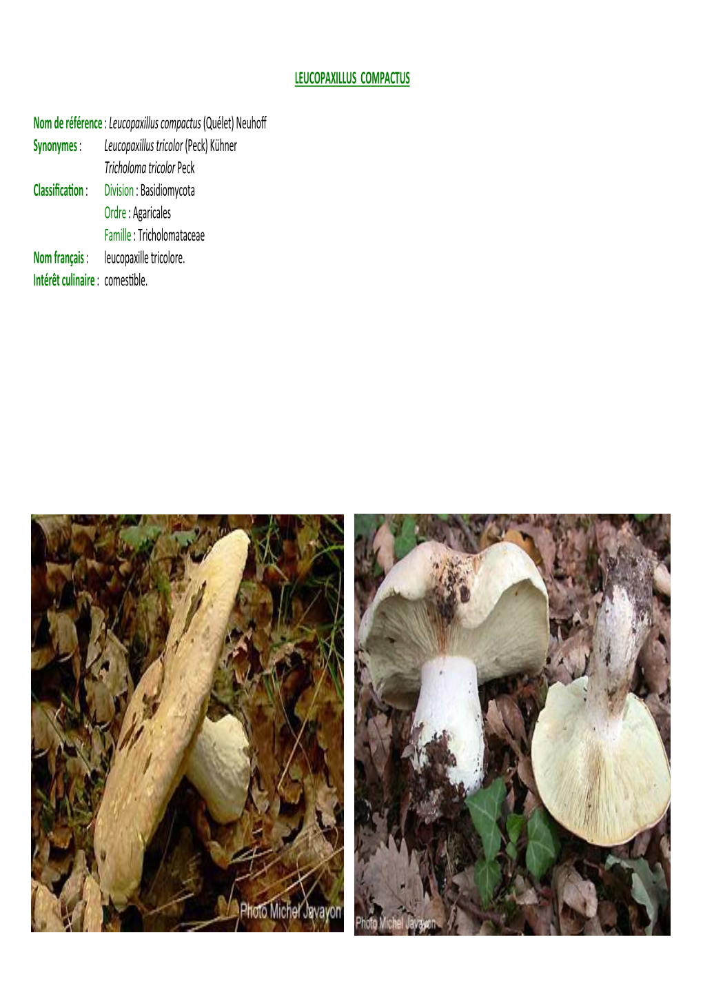 Leucopaxillus Compactus Sp-P3-MJ-13J+XY-VU-P