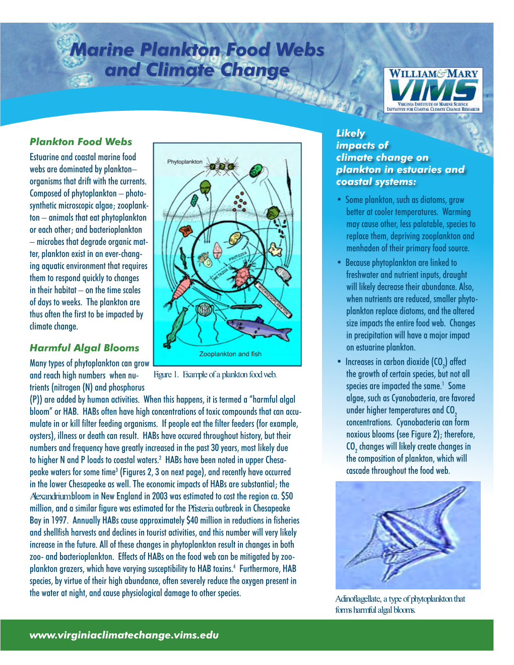 Marine Plankton Food Webs and Climate Change