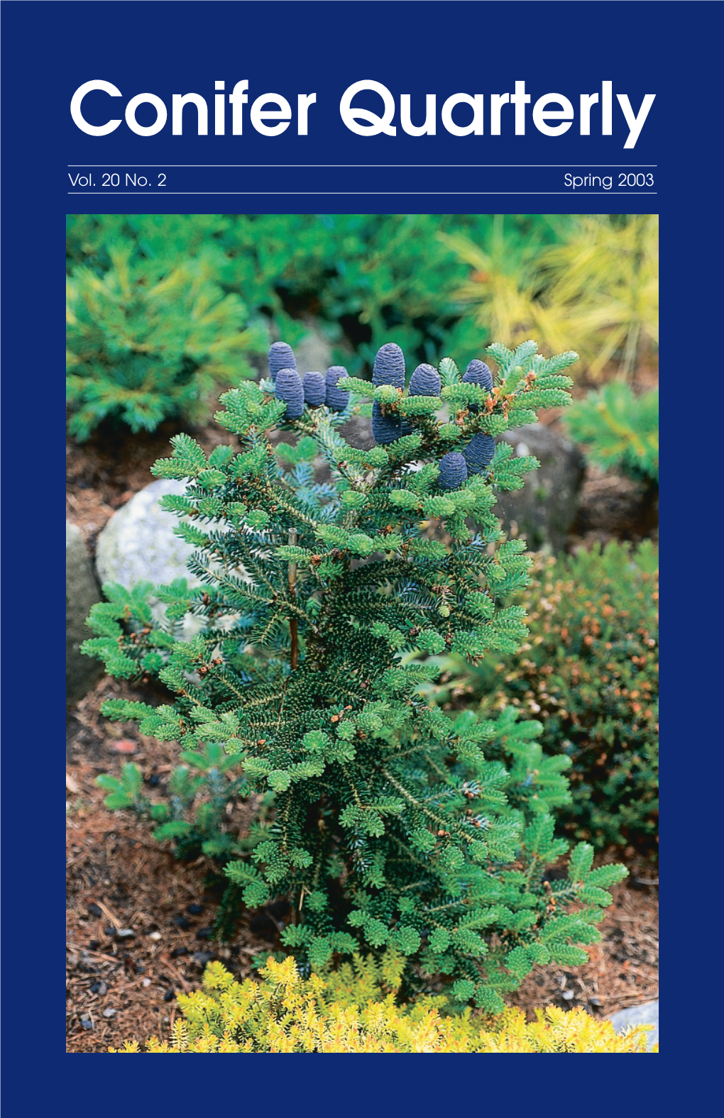 Conifer Quarterly