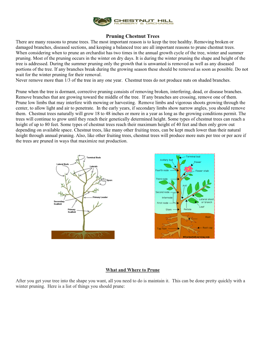 Pruning Chestnut Trees There Are Many Reasons to Prune Trees