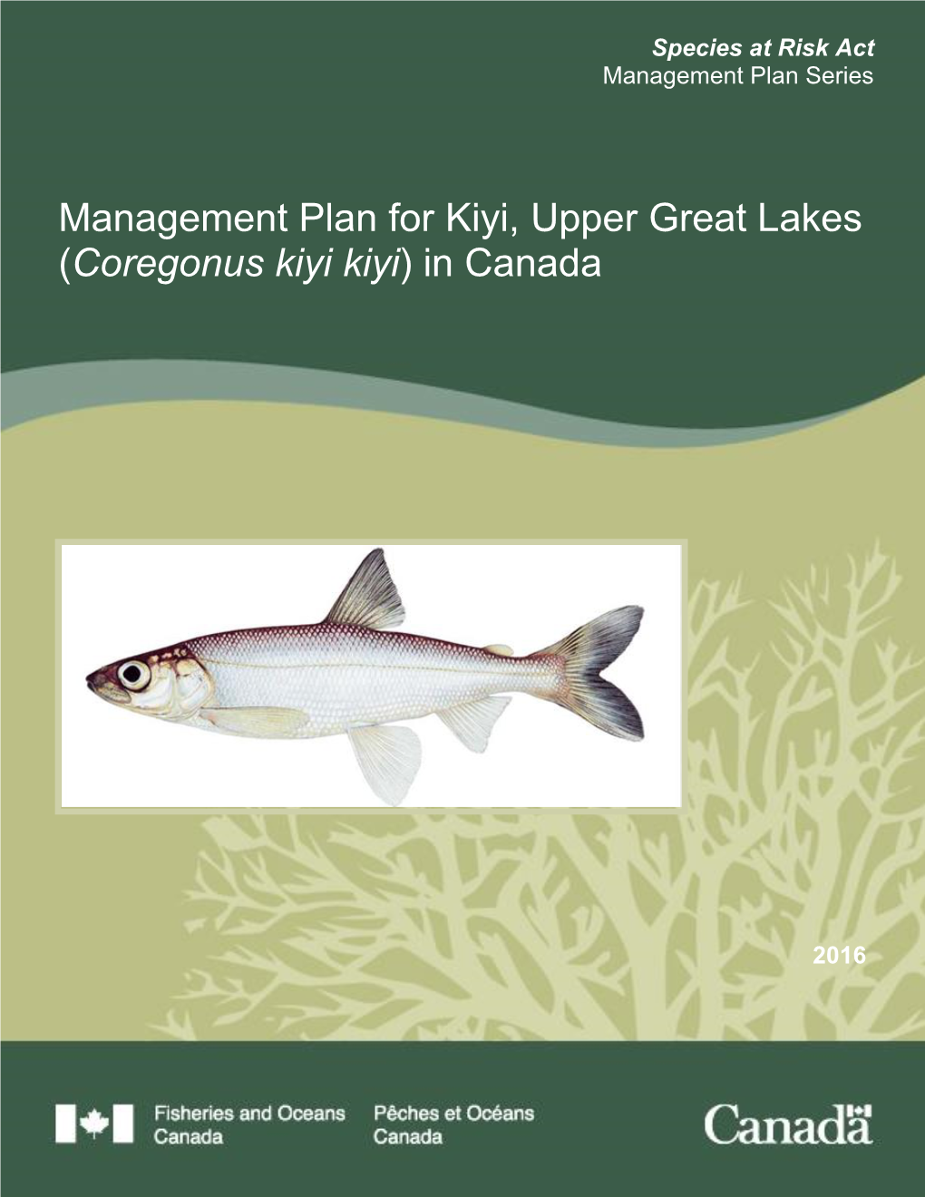 Management Plan for Kiyi, Upper Great Lakes (Coregonus Kiyi Kiyi) in Canada